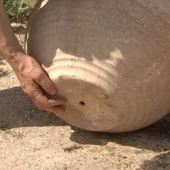 flytting av roser flytting av roser